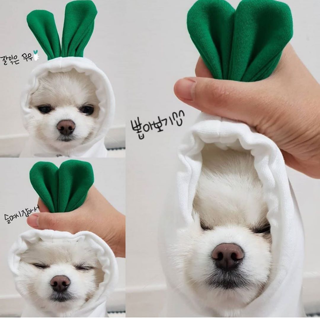 Warm Cute Fruit Fleece Hoodie for Small Pets